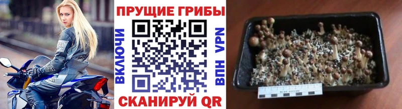Галлюциногенные грибы мицелий  Гуково 